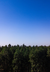 Obraz premium trees and sky