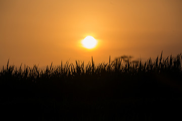sunset over a wheat field