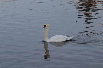 Obraz premium Floating swan 6