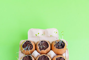 sprouts seedling plants in eggshells on green background. growing vegetables and greens at home