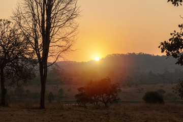 dead tree in orange of sunset down the mountain