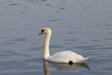 Obraz na płótnie Canvas Floating swan 5