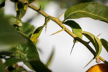long and sharp thorns or prickles protecting a lemon tree