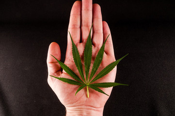 Close up of hemp buds