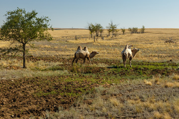 Naklejka na ściany i meble Bactrian camels, two camels go along the steppe, Kazakhstan, Aktobe Province
