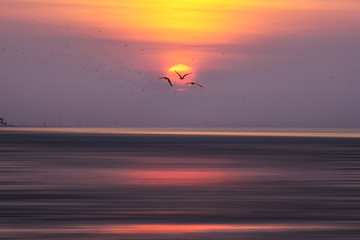 Silhouette of large flock seagulls flying in the sky. Beautiful natural background.