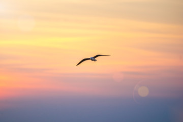 Naklejka na ściany i meble Seagull flying in the sky. Beautiful natural background.