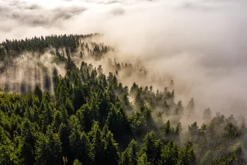 Afwasbaar Fotobehang Mistig bos mystic fog in forest of the mountains