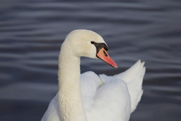 Swan from near 1