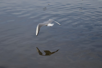 Seagull over water