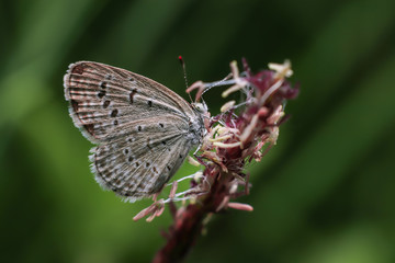 butterfly on a leaf