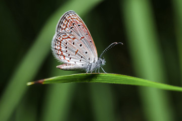 butterfly on a leaf