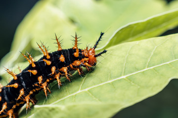 thorny caterpillars