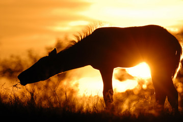 Silhouette Foal at Sunset