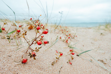 Wind blowing some red berries half covered in sand at the beach