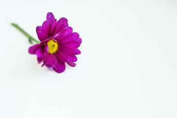 Horizontal picture of magenta purple flower isolated on a white background in left upper corner. Macro. Big shaggy flower. For design. Dahlia. Copy space for text