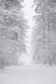 Snow covered trees along a narrow country road during heavy snofall. Bearly visible person walking in the distance
