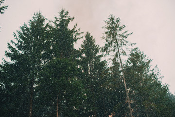 Photo of conifers trees in forest during snow