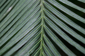 Palm leaf background