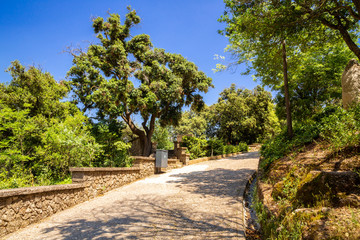 Stone path in the park. Walkway surrounded by trees. Sunny day