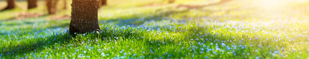 Foto op Plexiglas Panoramisch uitzicht op lentebloemen in het park © candy1812