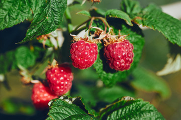 Bunch of raspberries hanging on a branch