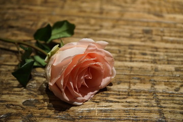 pink rose on wooden background