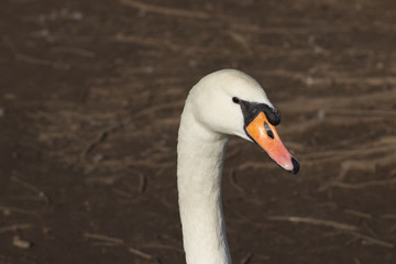 Portrait of a swan 2