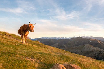 Cattle grazing free on the mountain. Cows of breed "Aubrac" in freedom. Concept of ecological and sustainable livestock.