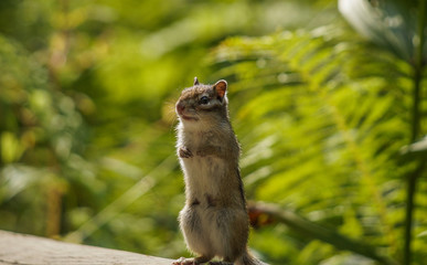 a Chipmunk stands on its hind legs