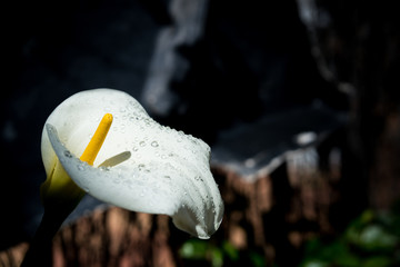 the calla lily flower with water drops on dark background