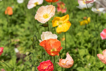 Bright orange and yellow decorative or oriental poppy flowers