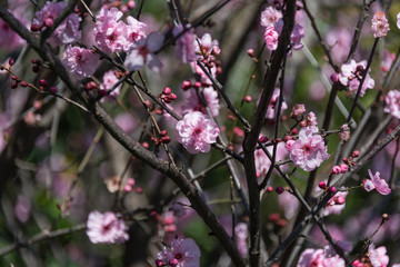 Fototapeta na wymiar Tree branch with blooming pink cherry flowers. Springtime floral background