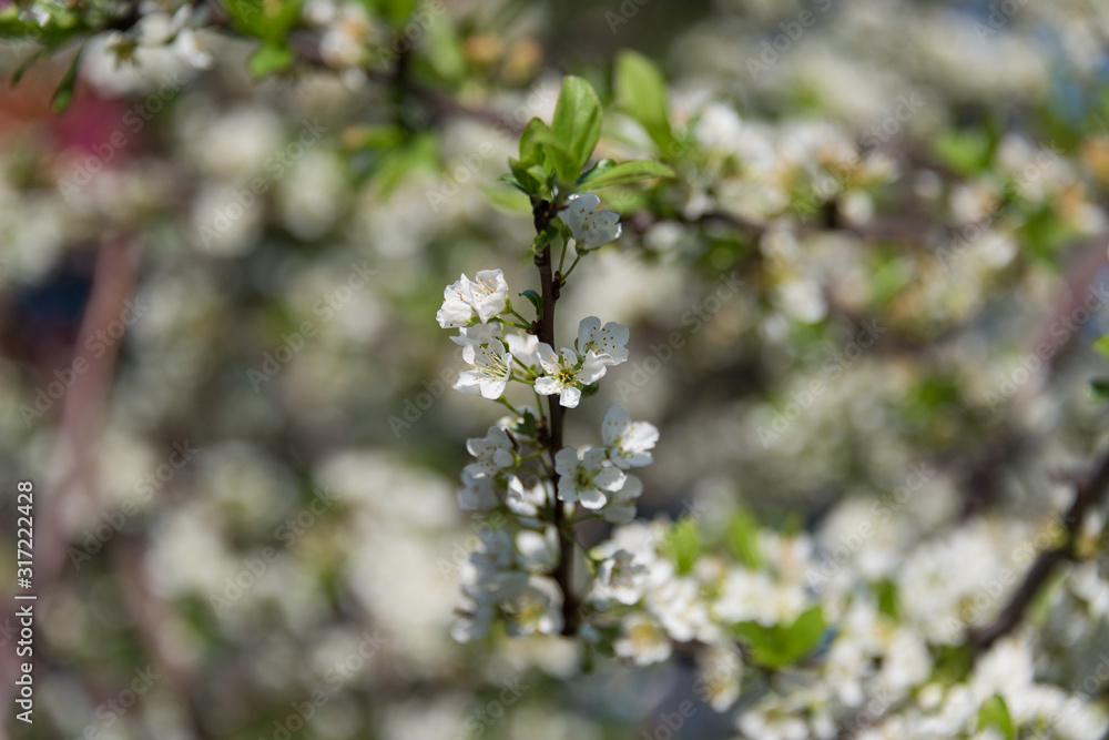 Sticker White cherry flower twig, branch floral close up