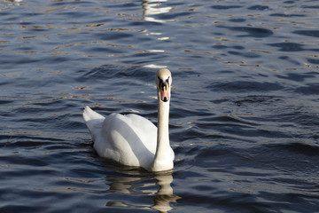 Swan on the river 2