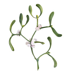 Mistletoe viscum branch New year Сhristmas