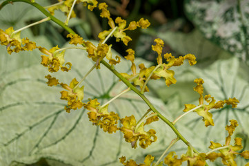 Oncostele orchid branch with small curly yellow flowers