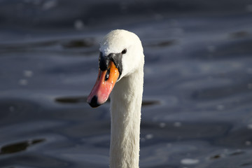 Portrait of a swan 1
