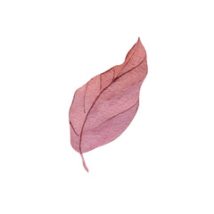 Autumn leaf watercolor illustration element decor plant