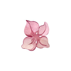 Autumn flowers petal watercolor illustration