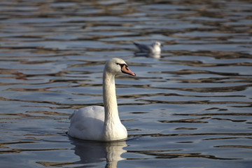 Swan and gull 2