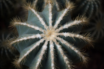 Close up of Echinocactus Grusonii or golden barrel cactus