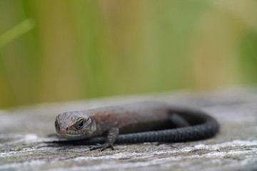 Old wooden horizontal boards with remains of cracked green blue paint. Little brown lizard on the left as living detail