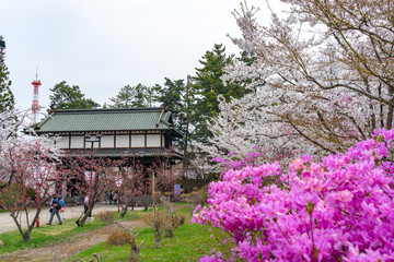 Hirosaki Park in springtime cherry blossom season sunny day at Otemon Gate Entrance. Visitors enjoy the beauty full bloom pink sakura trees flowers. Aomori Prefecture, Japan