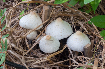 Poison mushroom