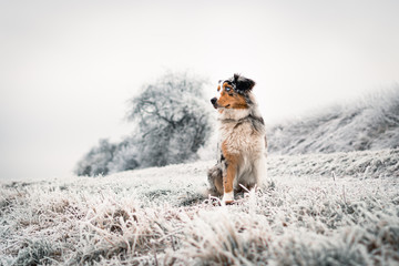 Australian shepherd running through the snow on a winter day 05