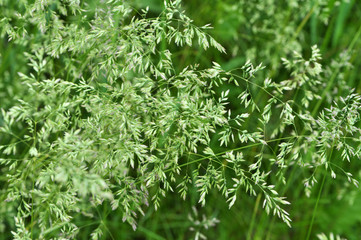 Poa grows in the meadow among wild grasses.