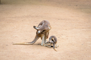 Australian eastern grey kangaroo female with kangaroo joey grooming