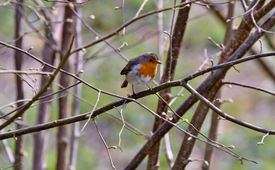 robin on a branch
