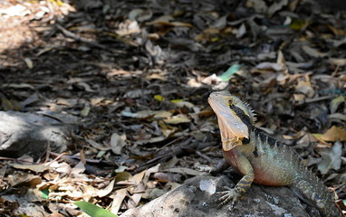 lizard on a rock